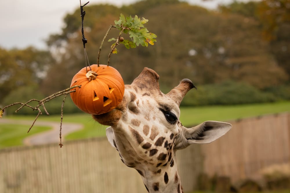 knowsley safari free october half term