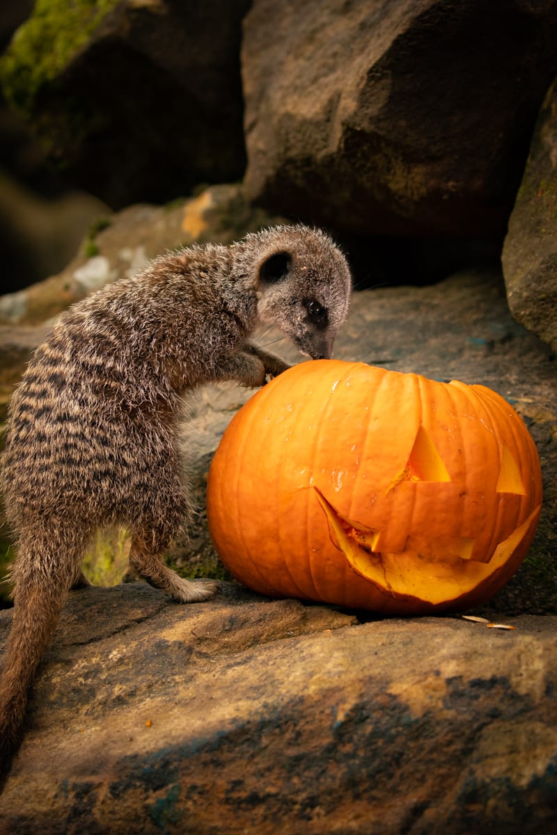 knowsley safari free october half term