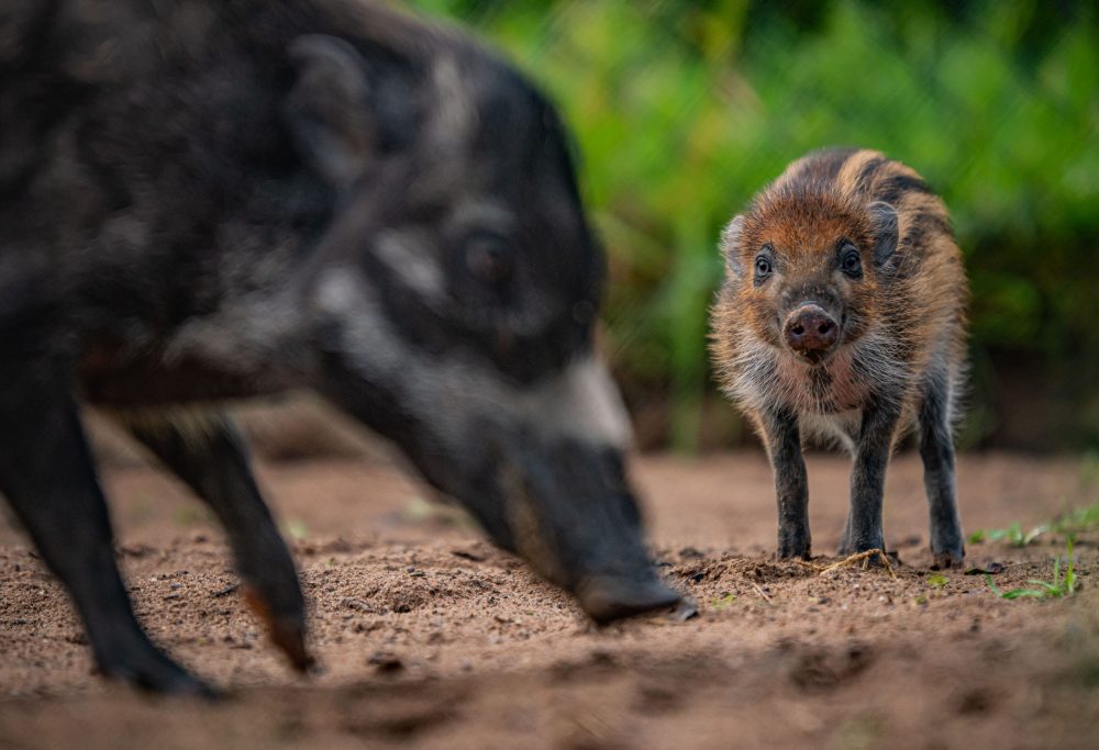 Chester Zoo - Visayan Piglet